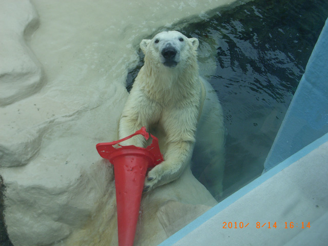 シロクマ1日本平動物園ロッシー2010｜ホッキョクグマと三角コーン